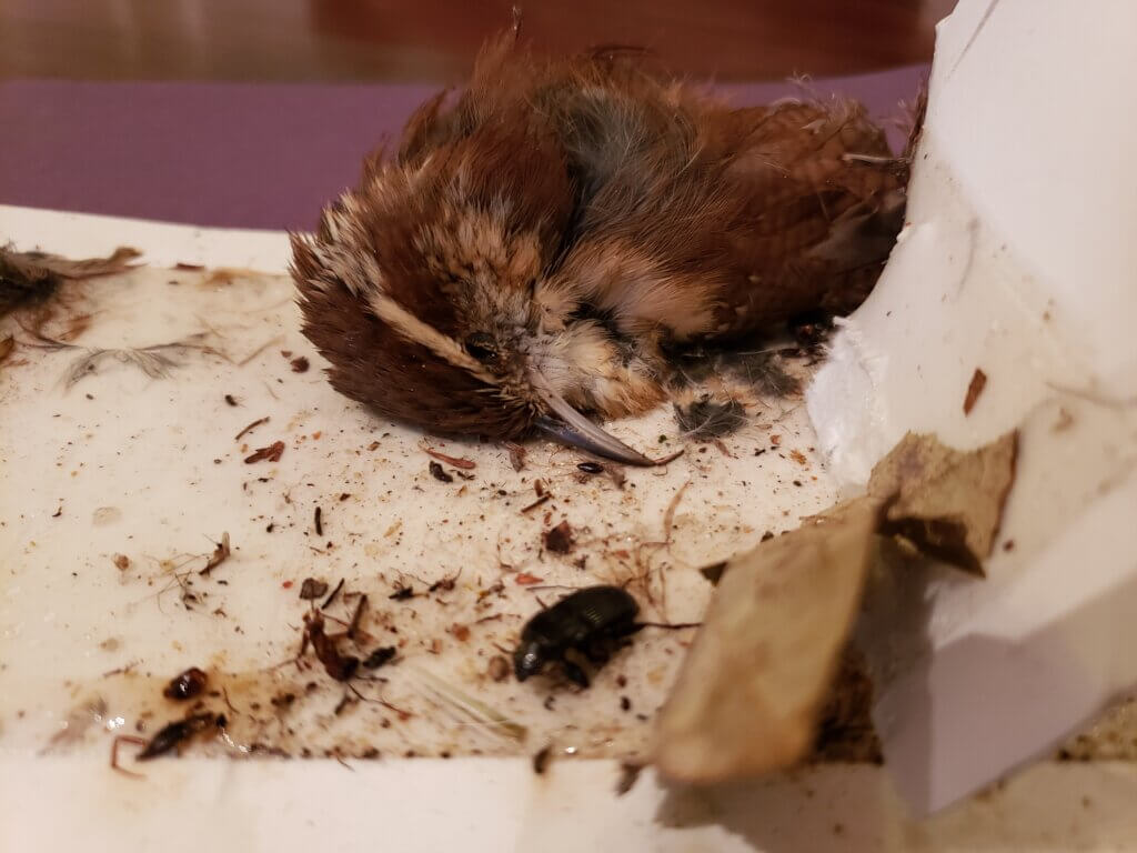 bird stuck on glue trap