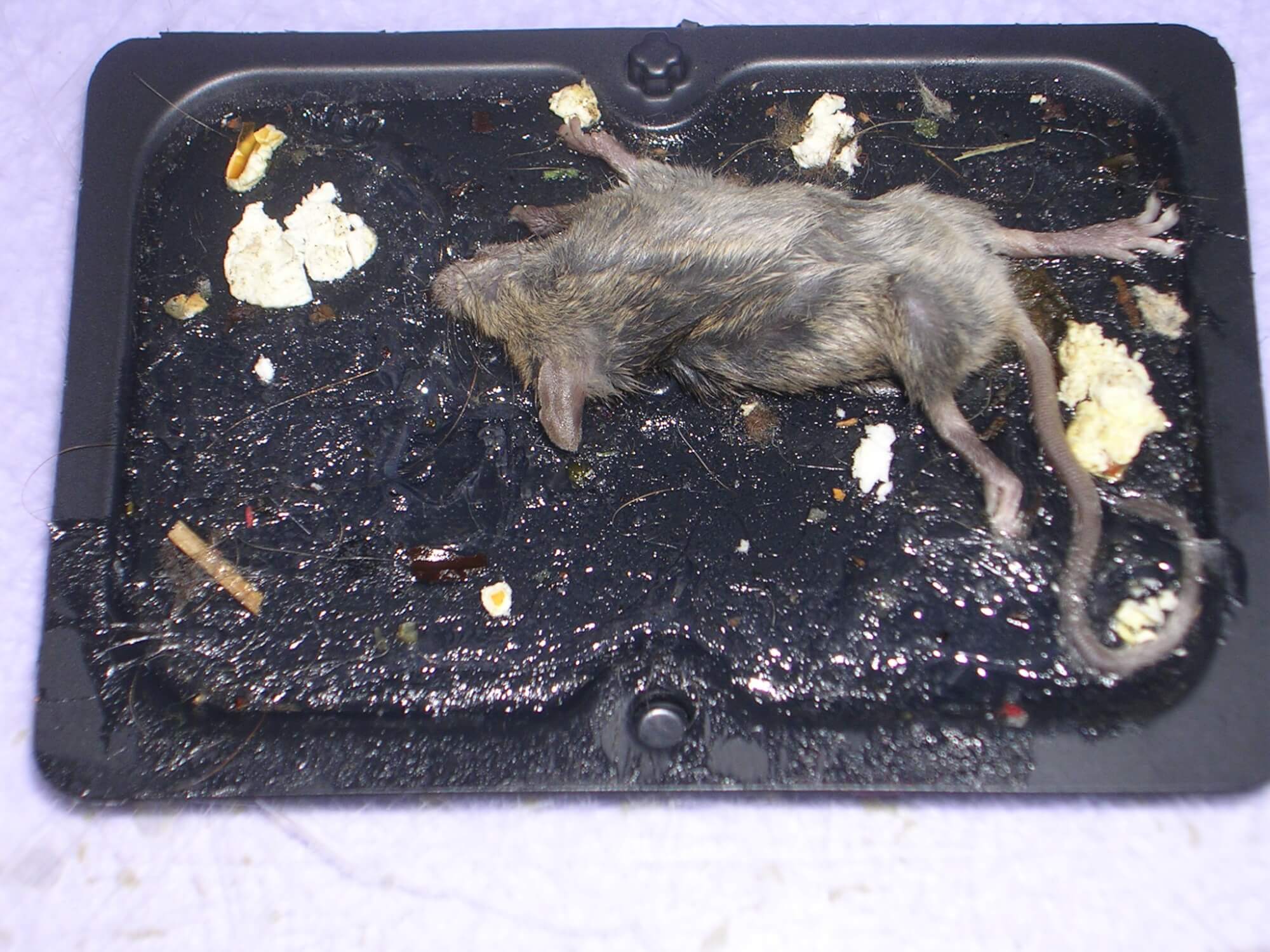 No More Mice: Use Wilson Control Fragranced Glue Traps