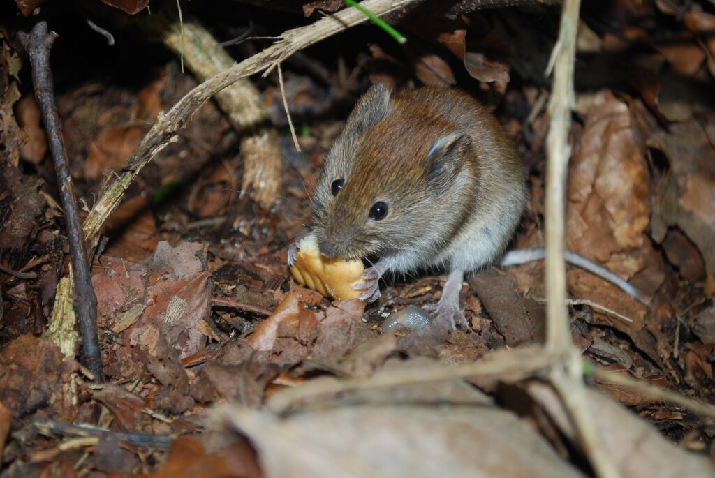 a mouse eating food