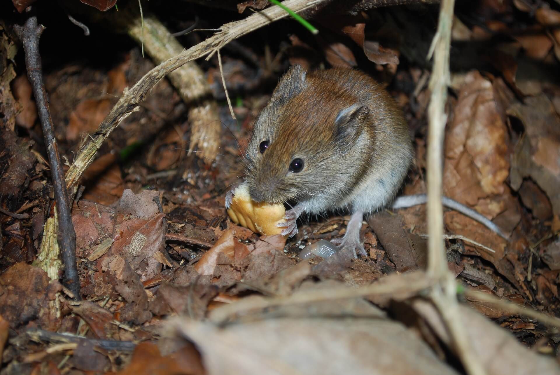 The 5 Best Humane Mouse Traps for Stopping an Infestation - A-Z Animals