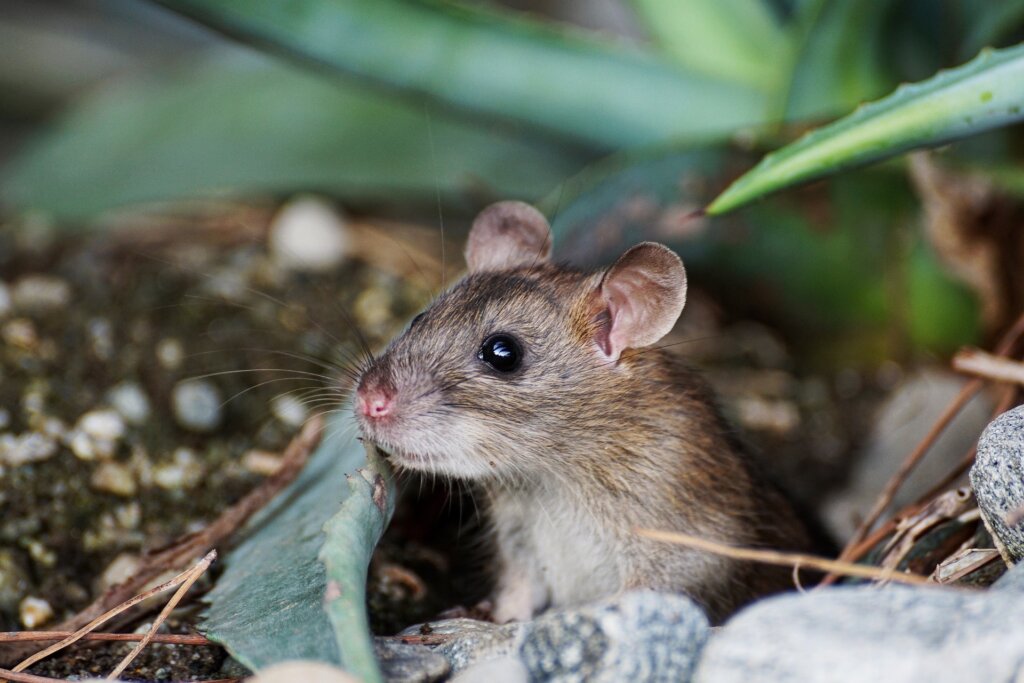 a mouse in leaves