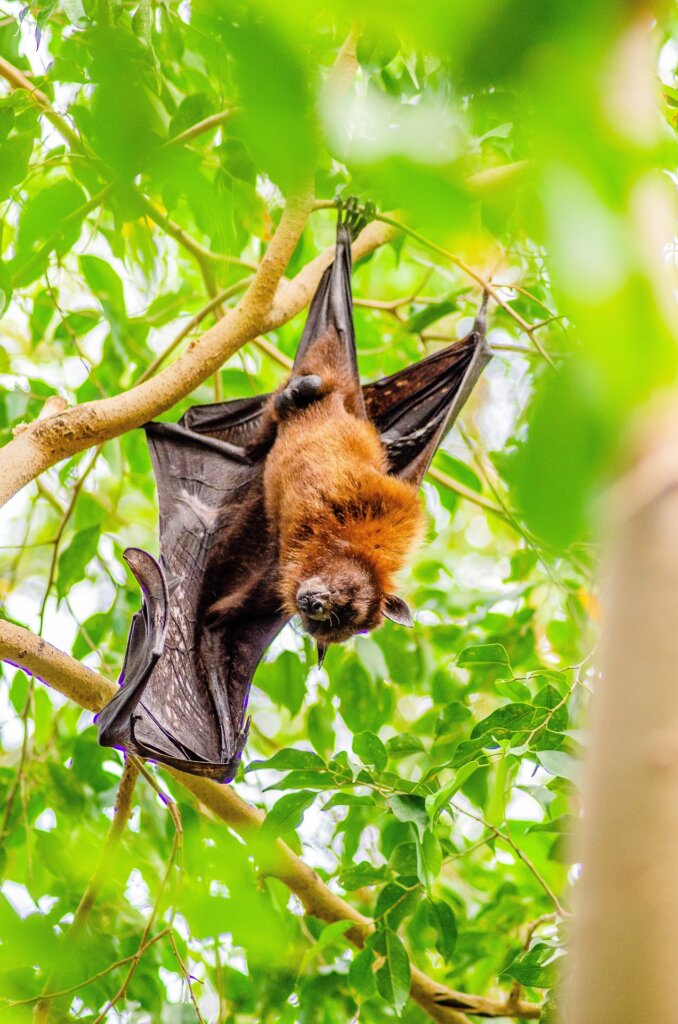 bat hanging upside-down in a tree