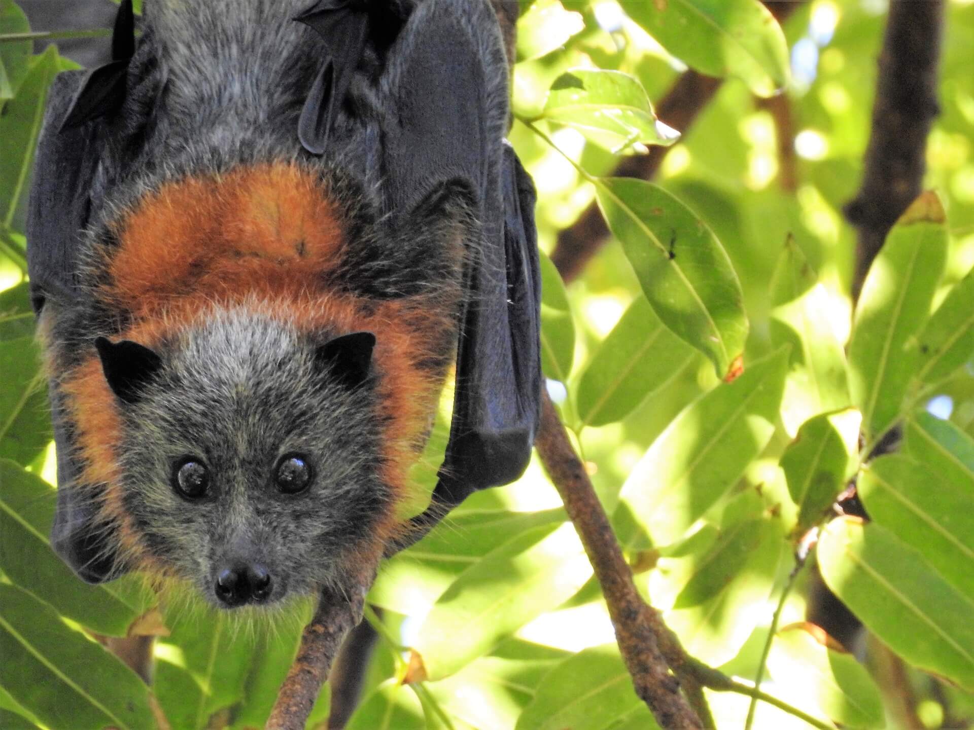 bat looking to camera while hanging in a tree