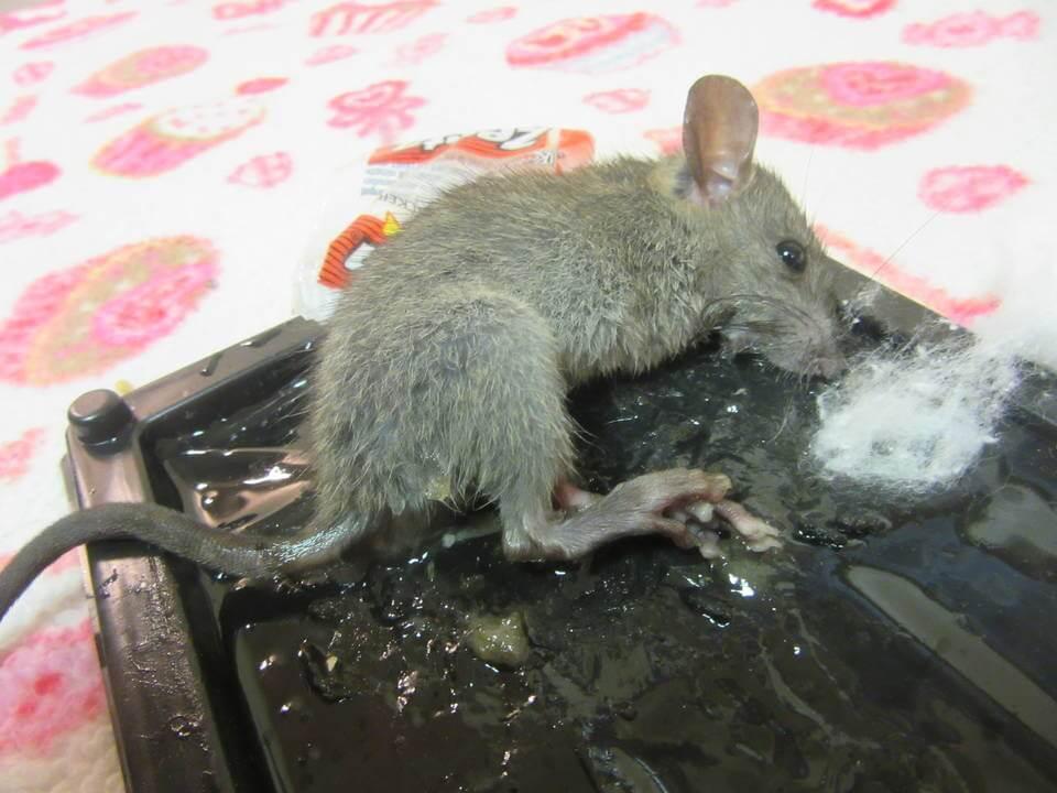 Mouse Killer Rat Adhesive Glue Traps Small Plastic Board Animal