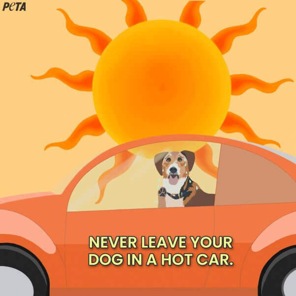 Dog in hot car illustration