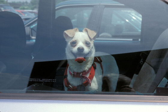 Help Keep Dogs OUT of HOT Cars!