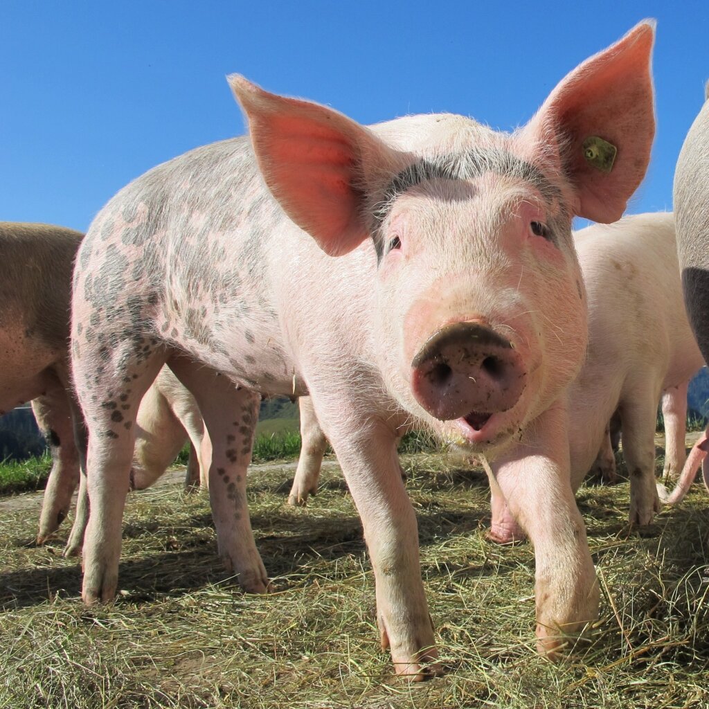 happy pig stands on green grass looking to camera