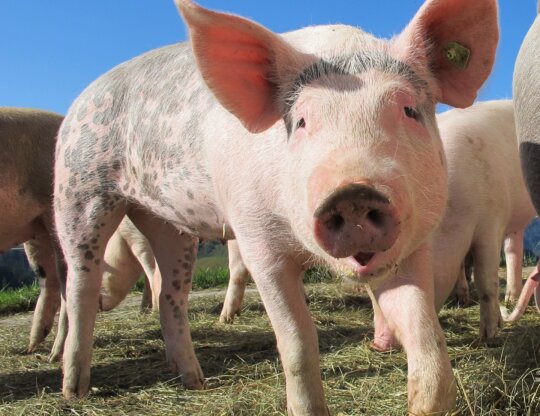 happy pig stands on green grass looking to camera