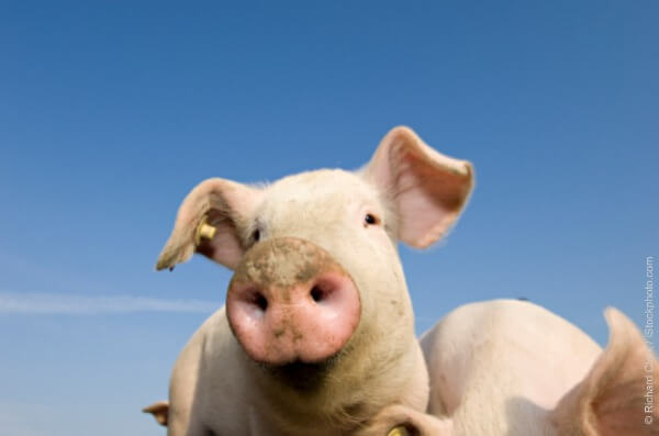 Happy pig looking to camera