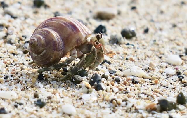 7 Reasons Why You Should Never Buy a Hermit Crab