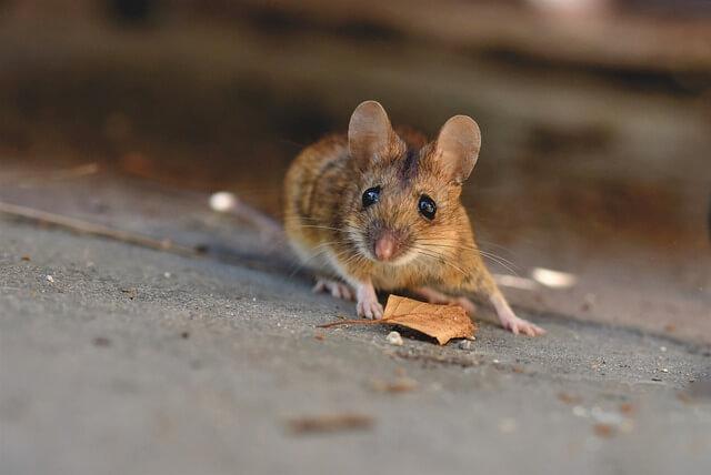 No More Mice: Use Wilson Control Fragranced Glue Traps