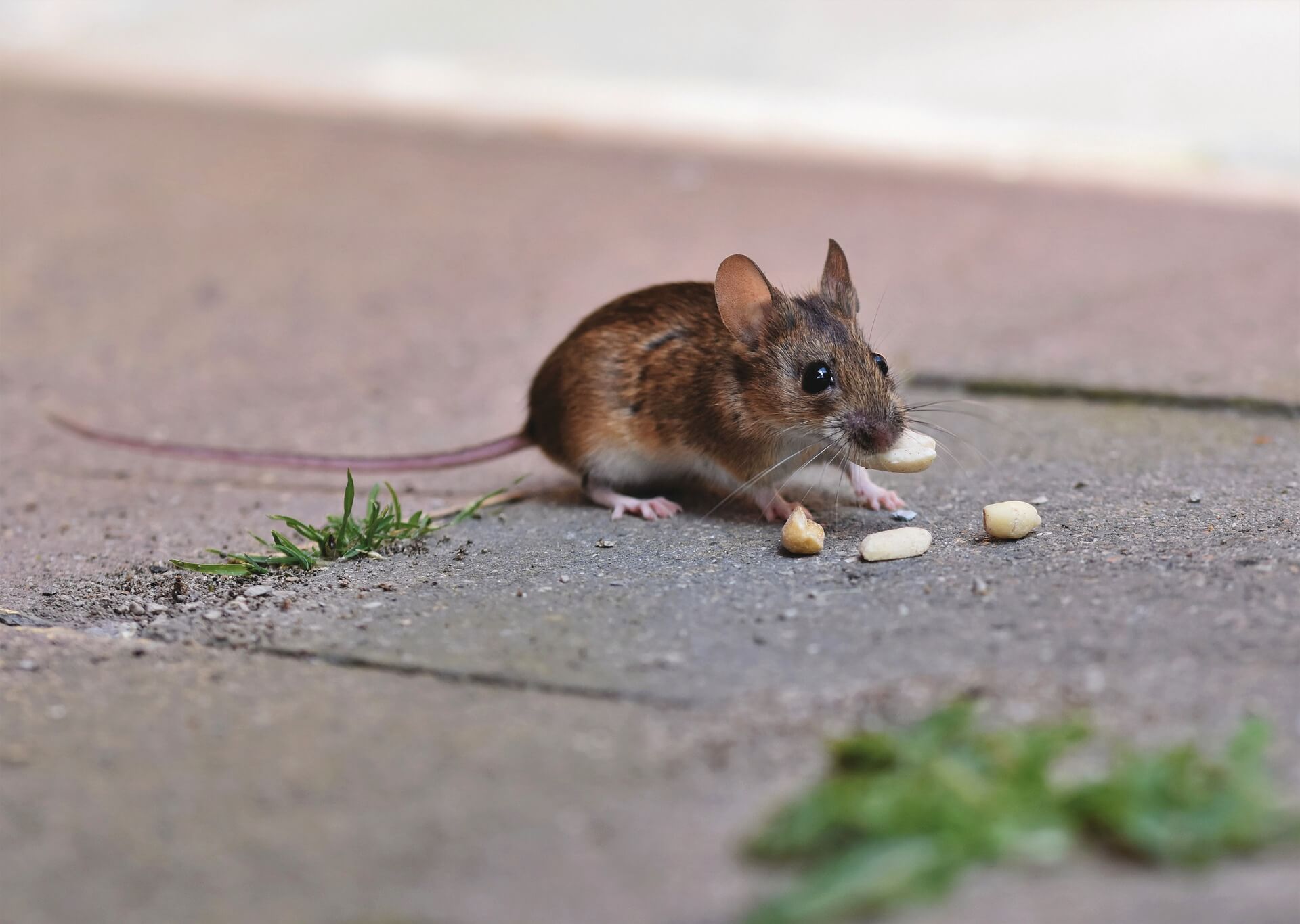 a mouse eating peanuts