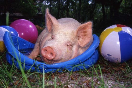 Pig laying in a plastic blue pool