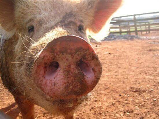 Pig with a muddy nose looks to camera
