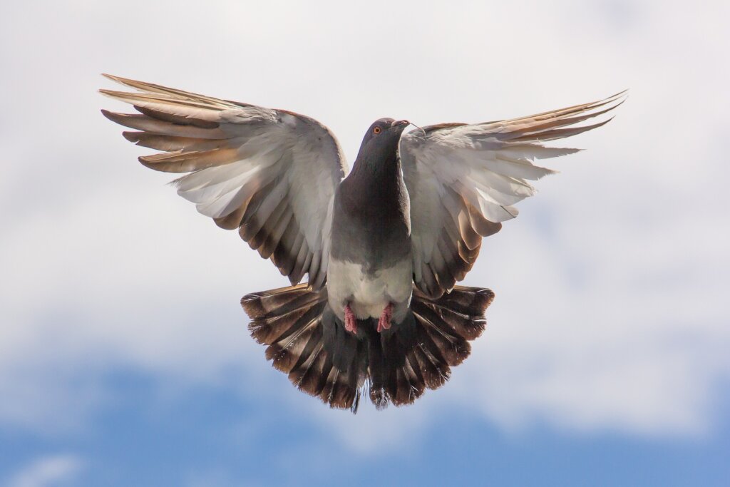 pigeon with wings outstreatched