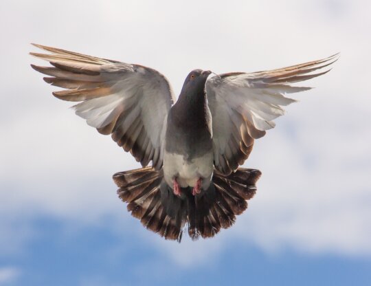 pigeon with wings outstretched