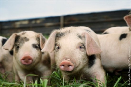 Piglets standing together facing the camera