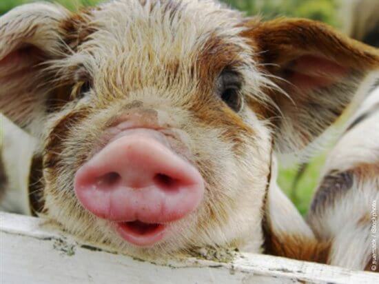 Piglet face leaning over white fencing