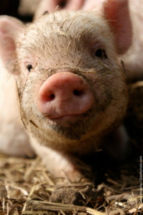 Pig with mud on their face looking towards the camera