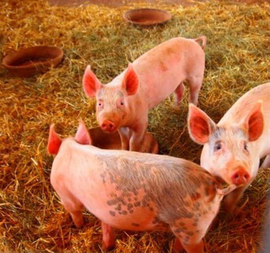 Three pigs standing together