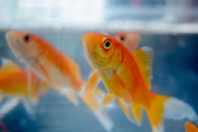 Can You Really Adopt a Goldfish?