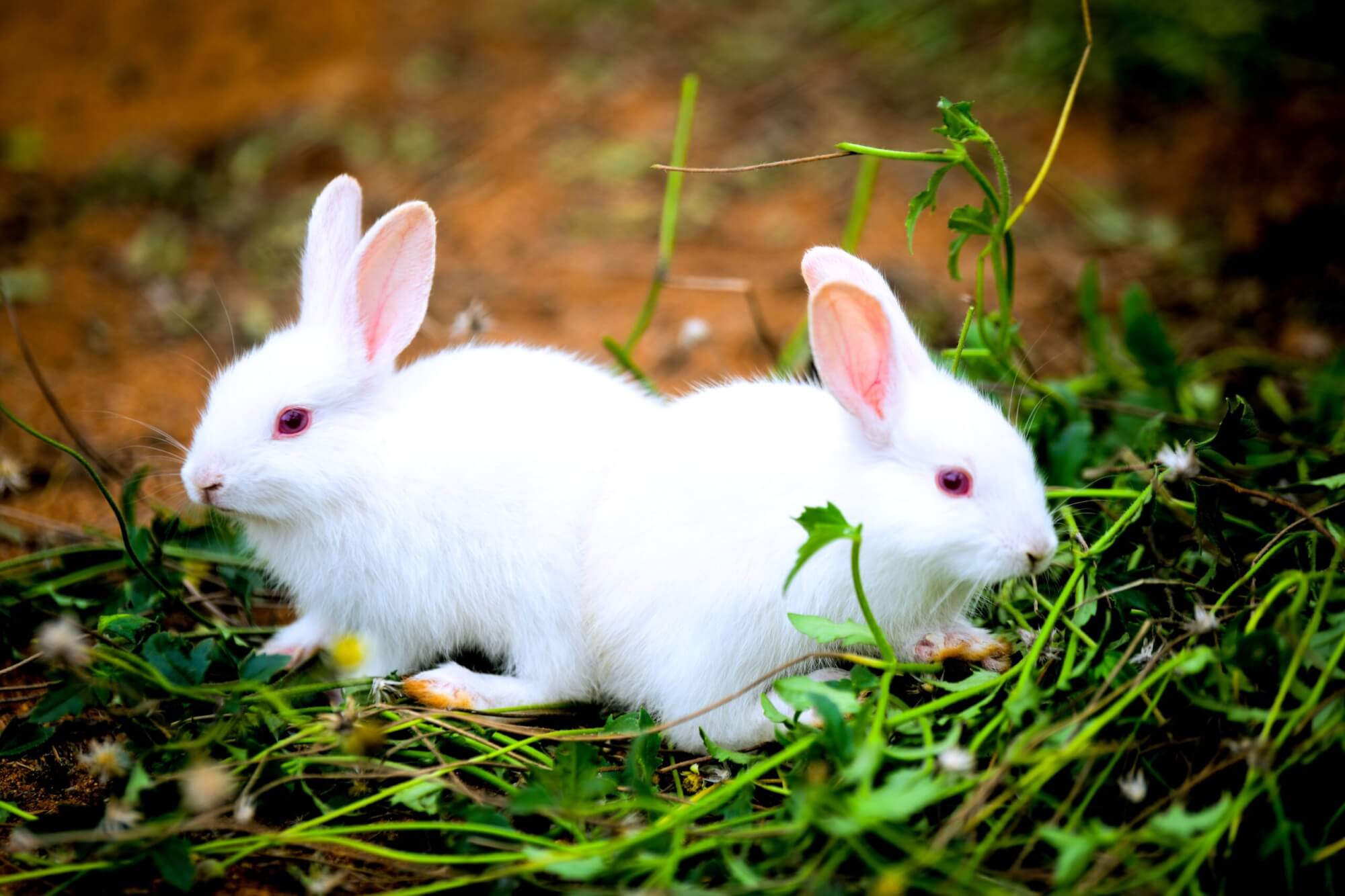 A Newbie’s Guide to Affordable Cruelty-Free Cosmetics 