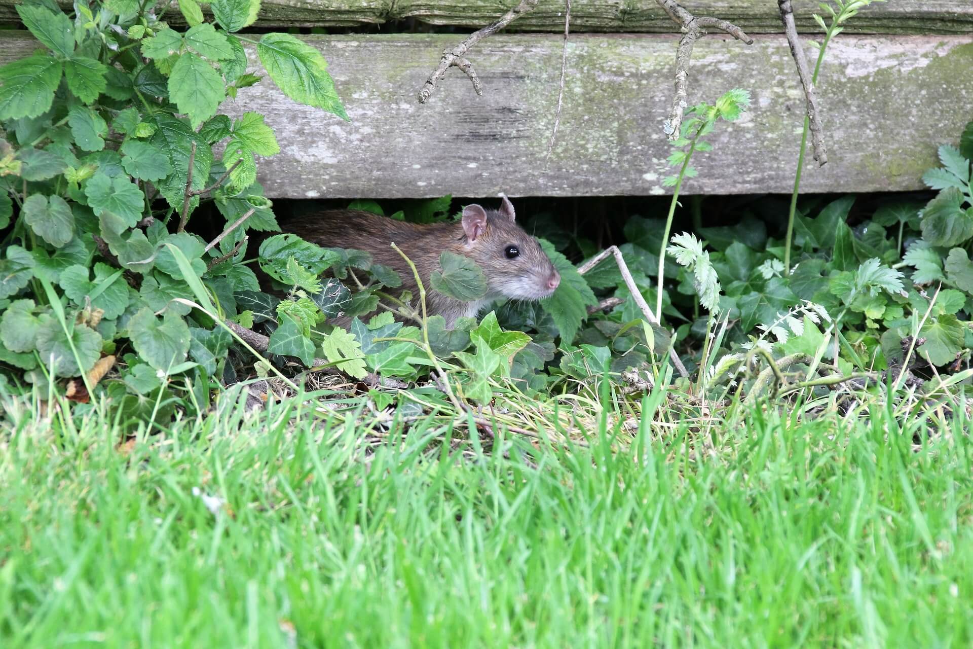 How Effective Are Glue Traps for Keeping Mice Out of Your Laurel Home? -  Phenom Pest Control