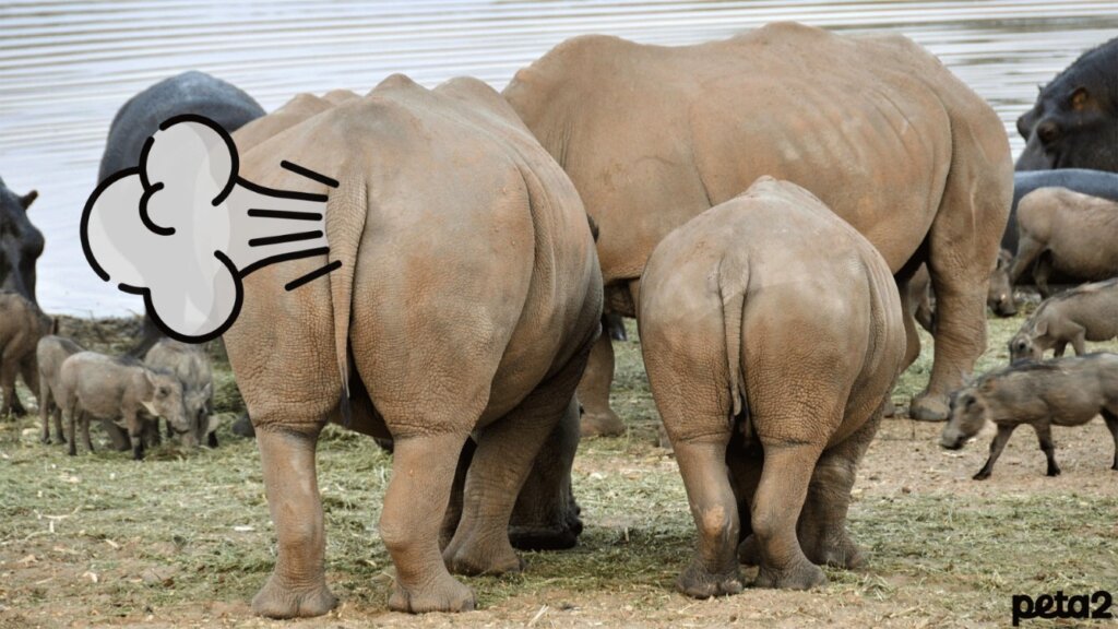 The backside of two rhinos