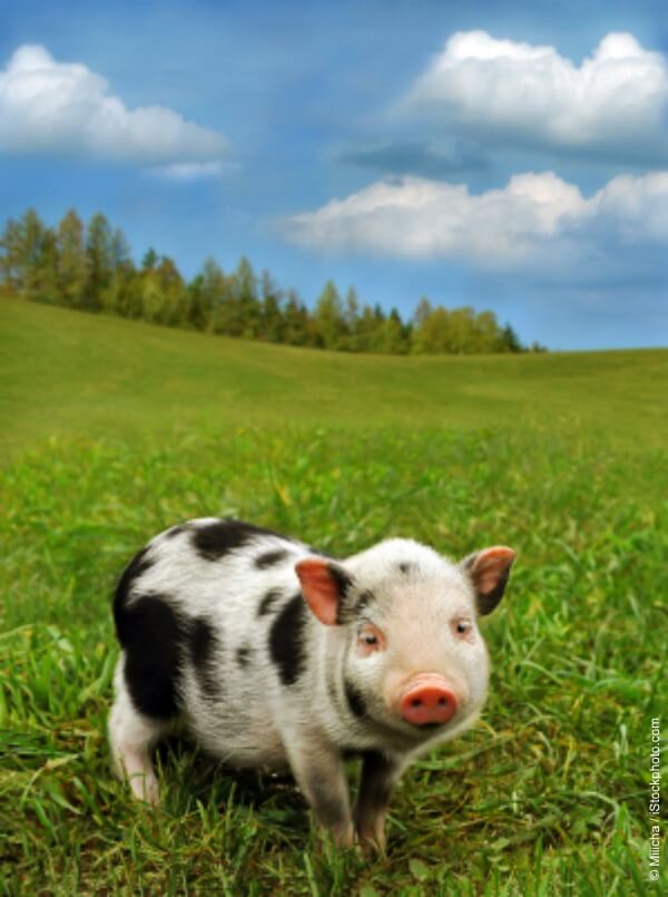 Spotted pig stands in green grass under blue sky