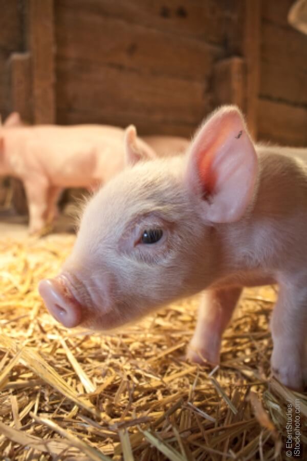 Tiny piglet stands inside a barn on clean straw