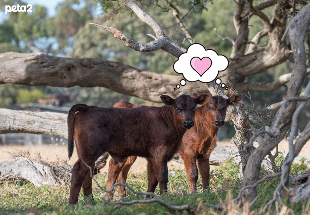 Two cows standing together outside near trees