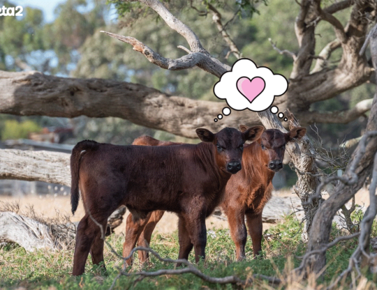 Two cows standing together outside near trees