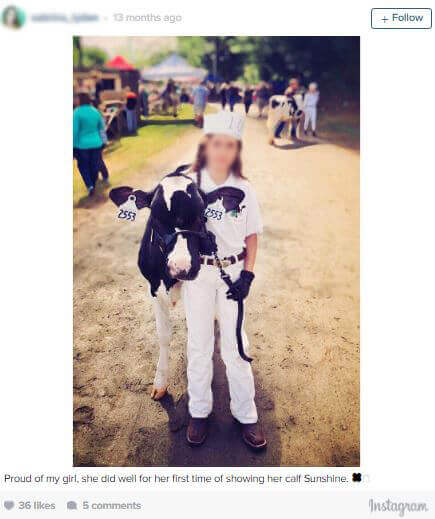 4H student with cow