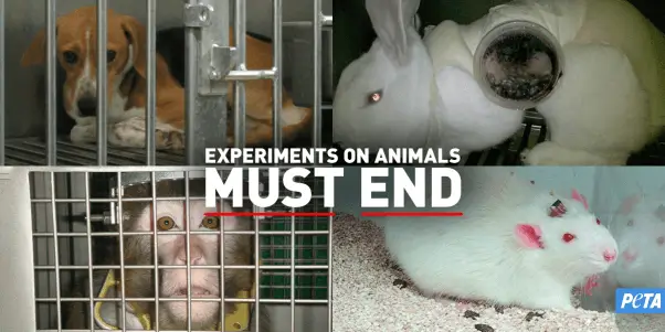 "Animal Testing Must End" collage with photos of a dog, rabbit, primate, and rat used for experimentation.