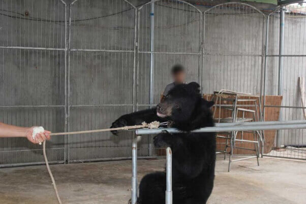 6 Heartbreaking Reasons Why Bears Shouldn’t Be in Circuses or Traveling Shows