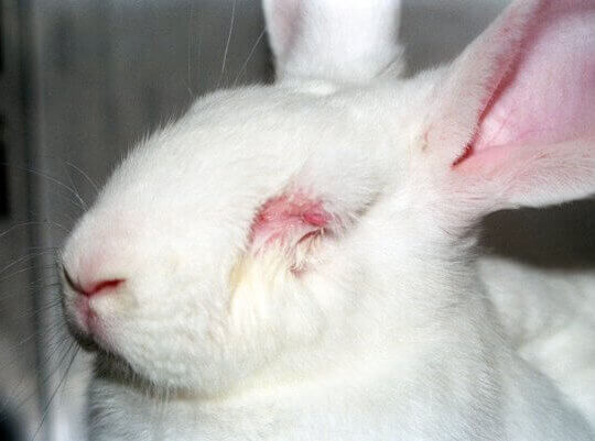 Rabbit with irritated eyes from product testing