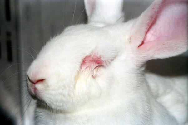 Rabbit with irritated eyes from product testing