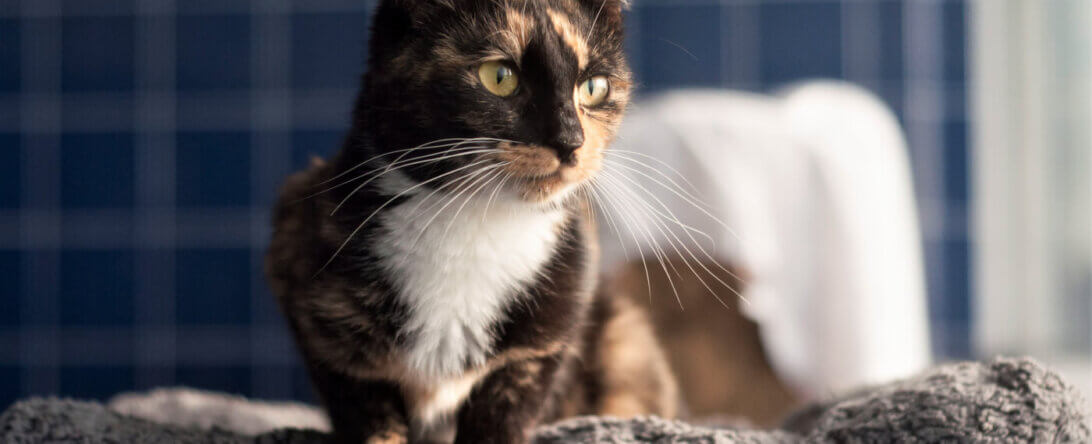 Pretty tortoiseshell cat at PETA headquarters