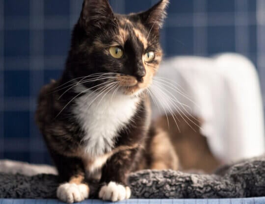 Pretty tortoiseshell cat at PETA headquarters