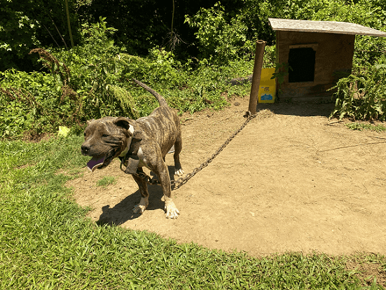 how to help a backyard dog in your neighborhood peta2