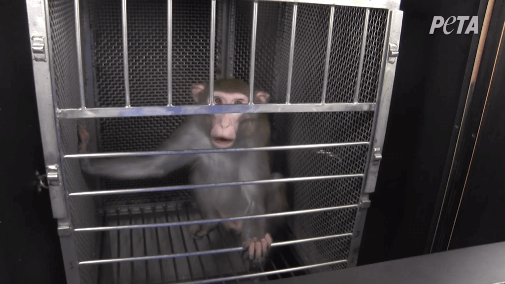 Monkey Fright 1