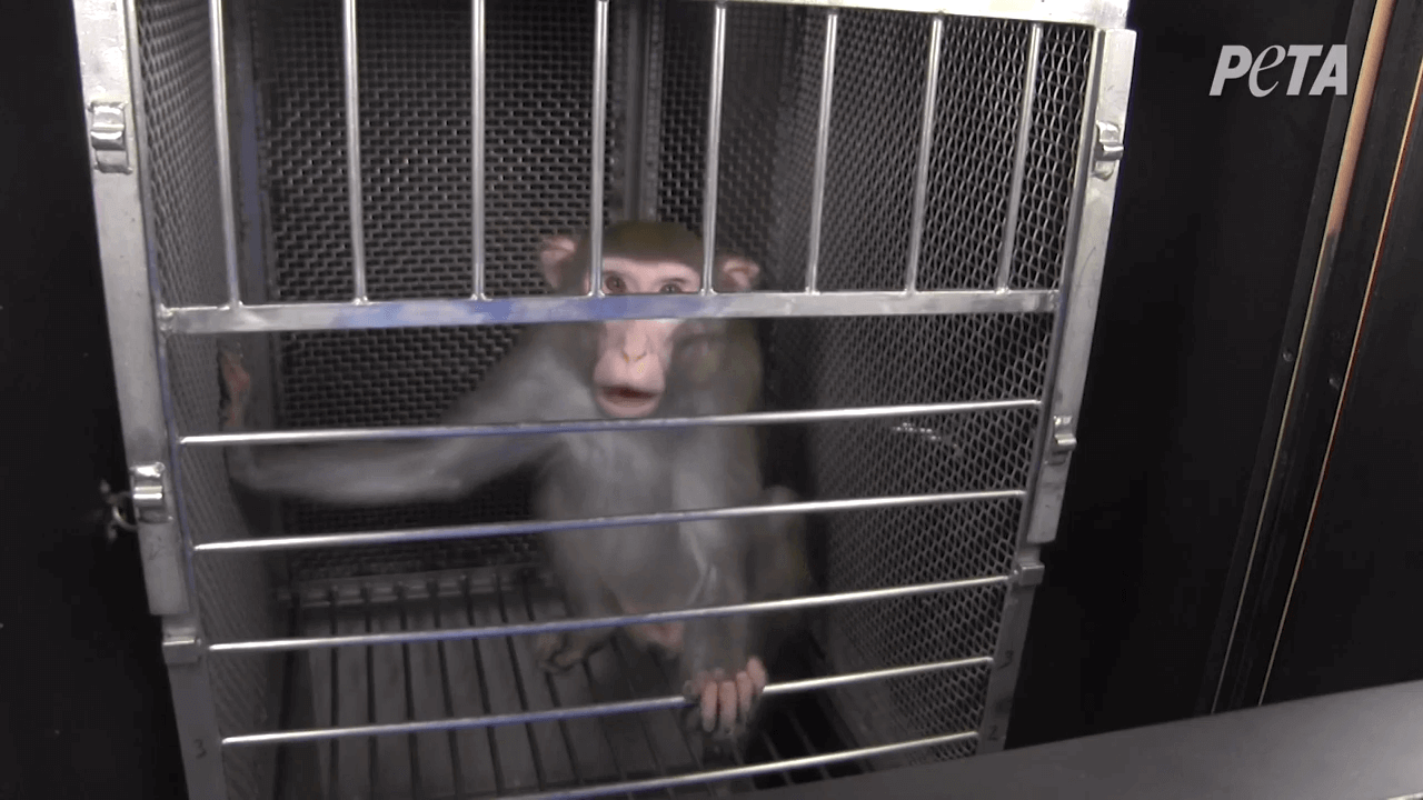 Why Animal Testing Needs to Take Several Seats