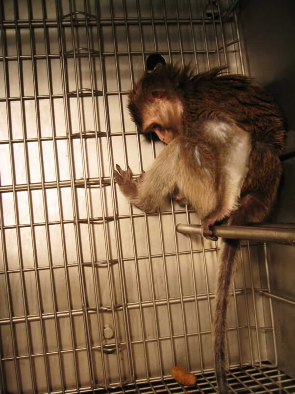 Sad monkey in cage