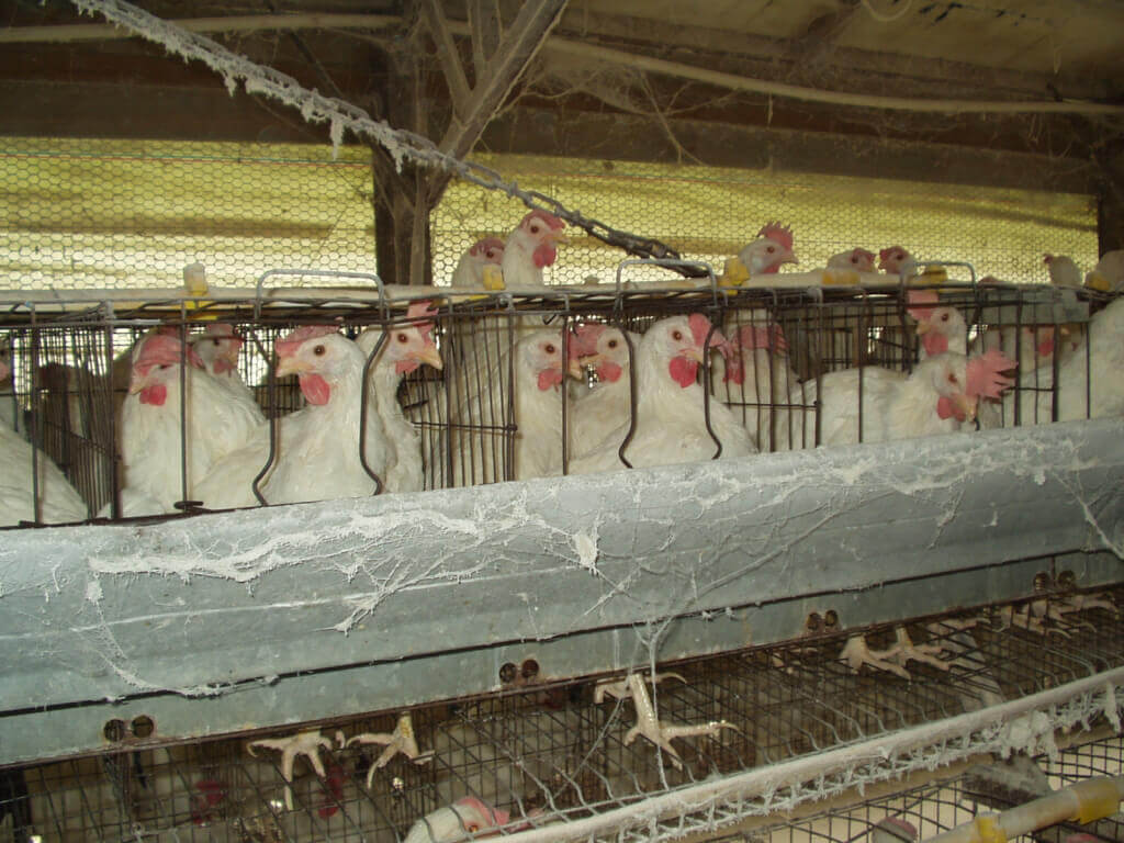 What the Egg Industry Doesn’t Want You to See