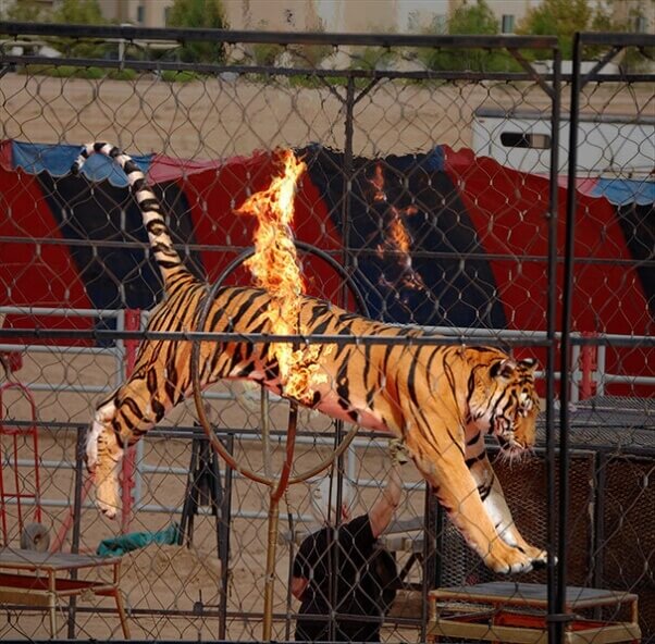 big cats in the circus are made to do dangerous and frightening tricks