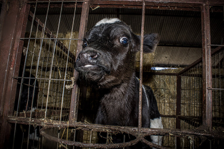 do cows need to be milked? here are the facts peta2