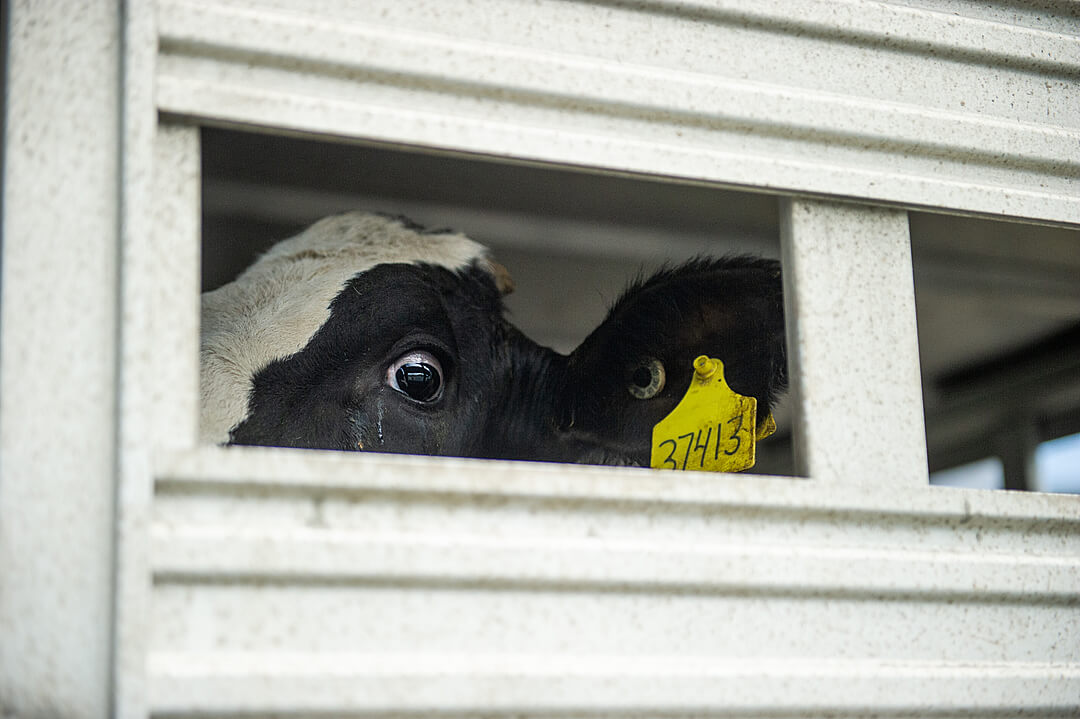 A 'cull' cow sits with several other cows in a transport truck in the parking lot of the auction.