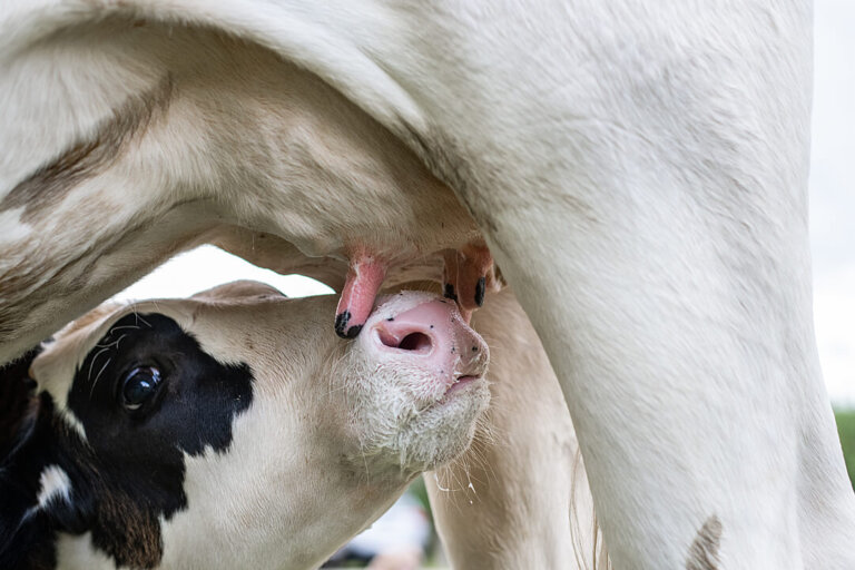 do cows need to be milked? here are the facts peta2