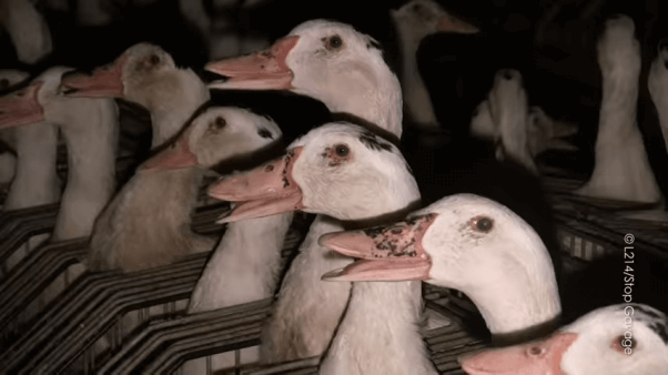 How Buying Down Feathers Supports the Cruel Foie Gras Industry