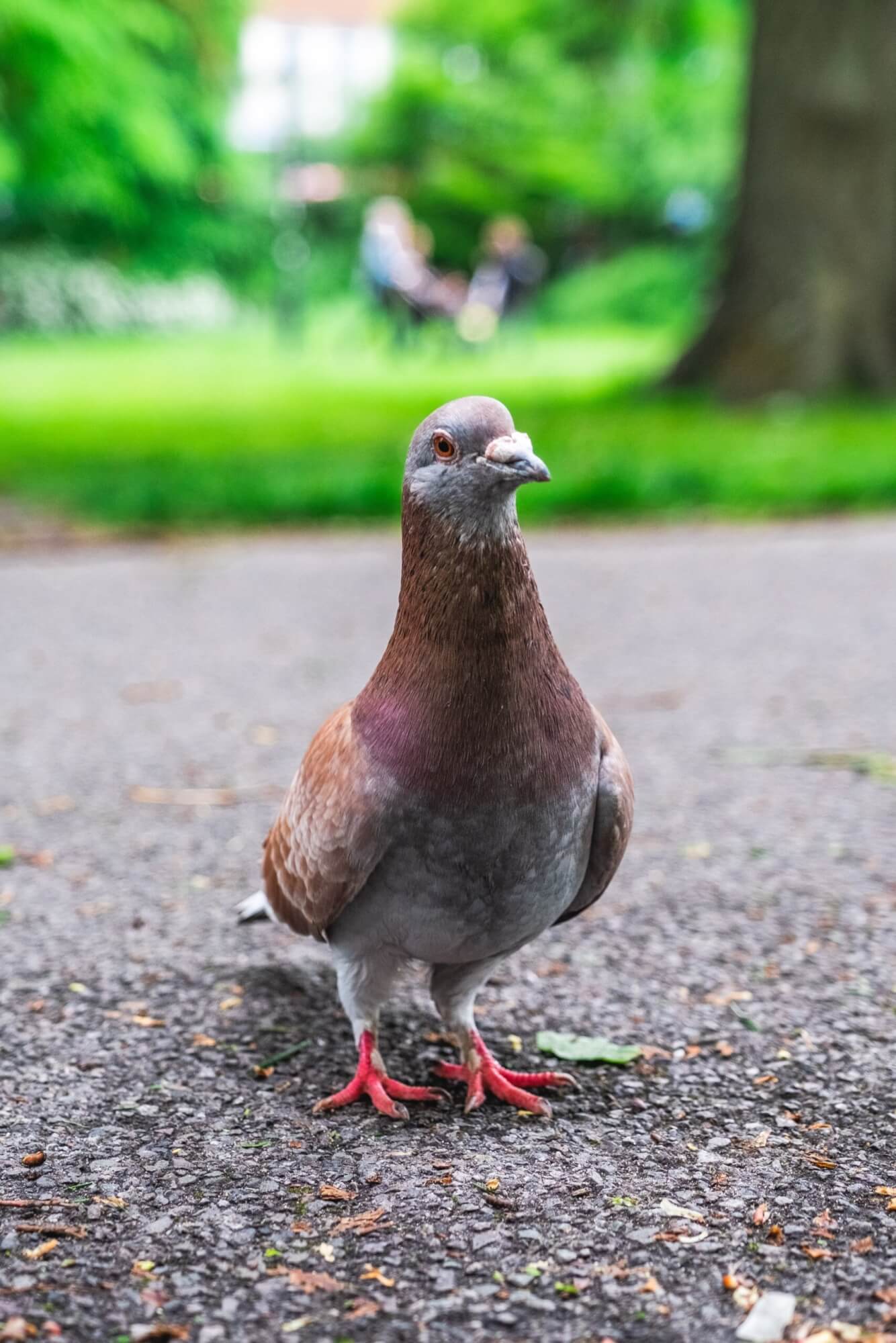 Homing Pigeons Remember Routes for Years